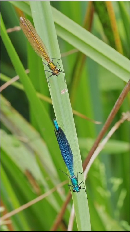 Caloptéryx 20140609_01090672