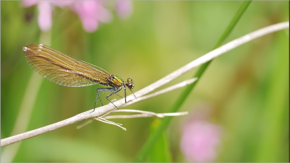 Caloptéryx 20140609_01190355