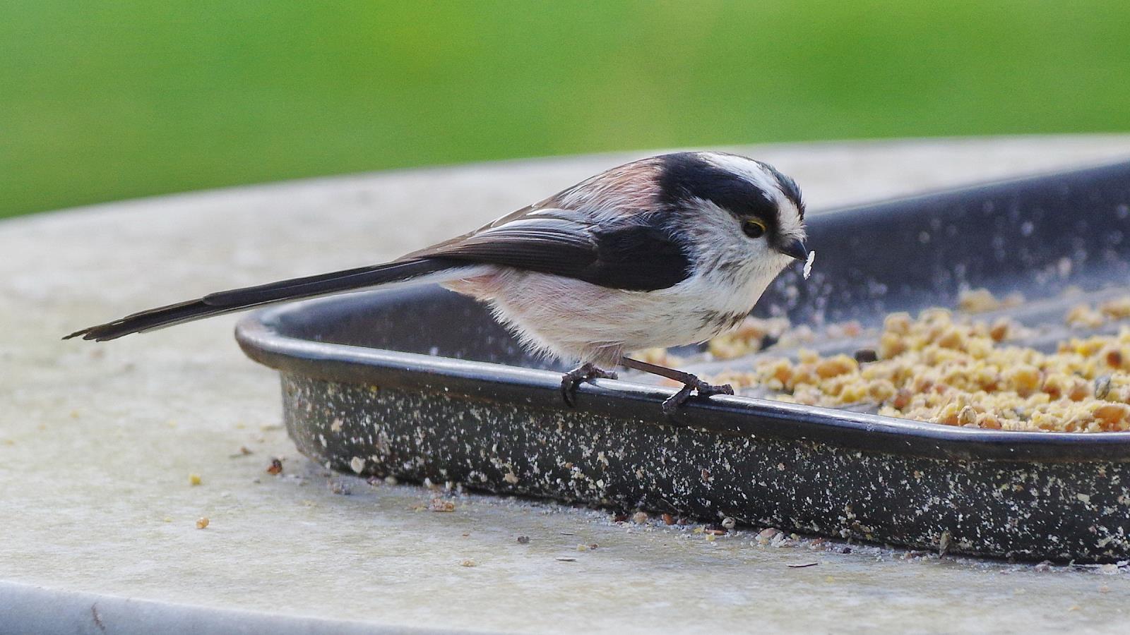 Mésange a longue queue 20160218_17065221