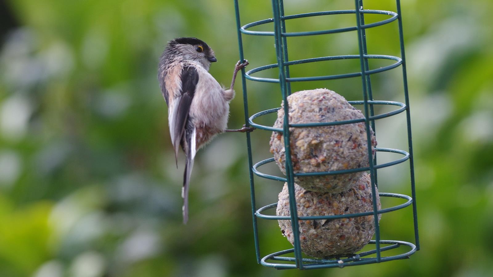 Mésange a longue queue 20160218_17081302