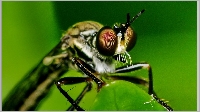aaa