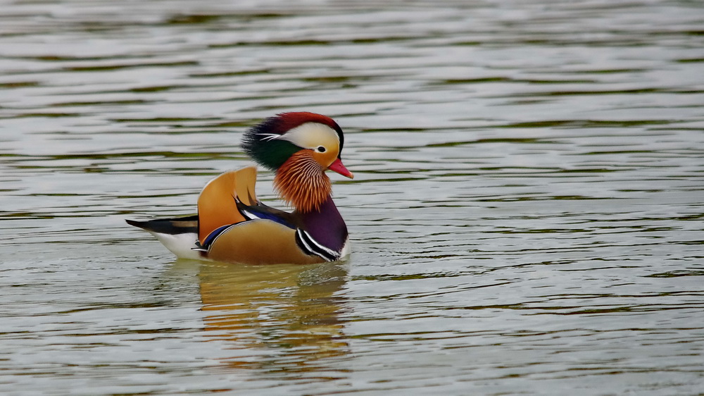 des canards en Dordogne K5_p0185