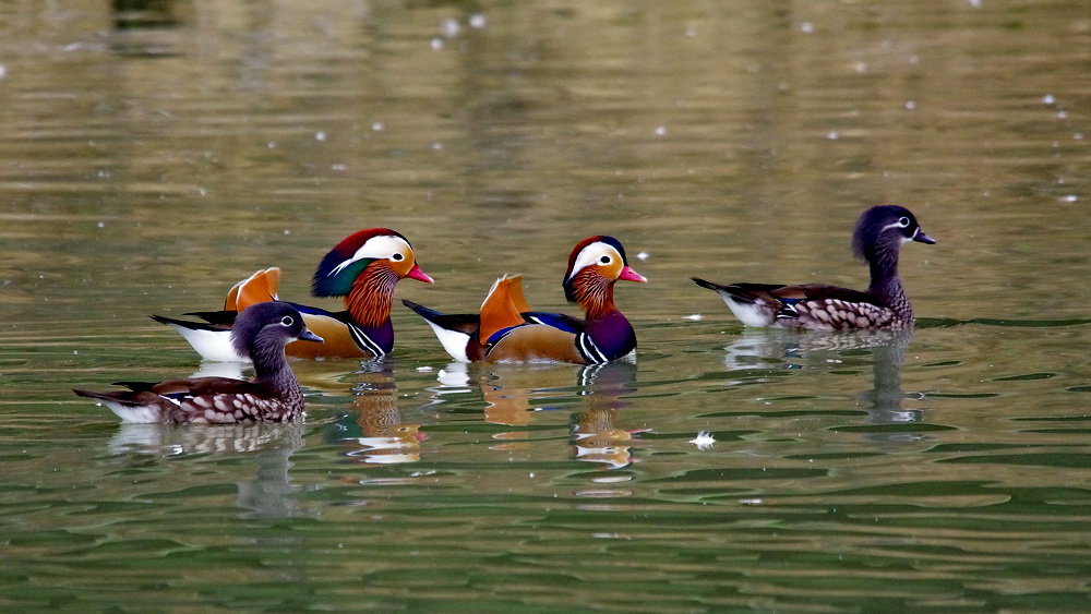 des canards en Dordogne K5_p0203