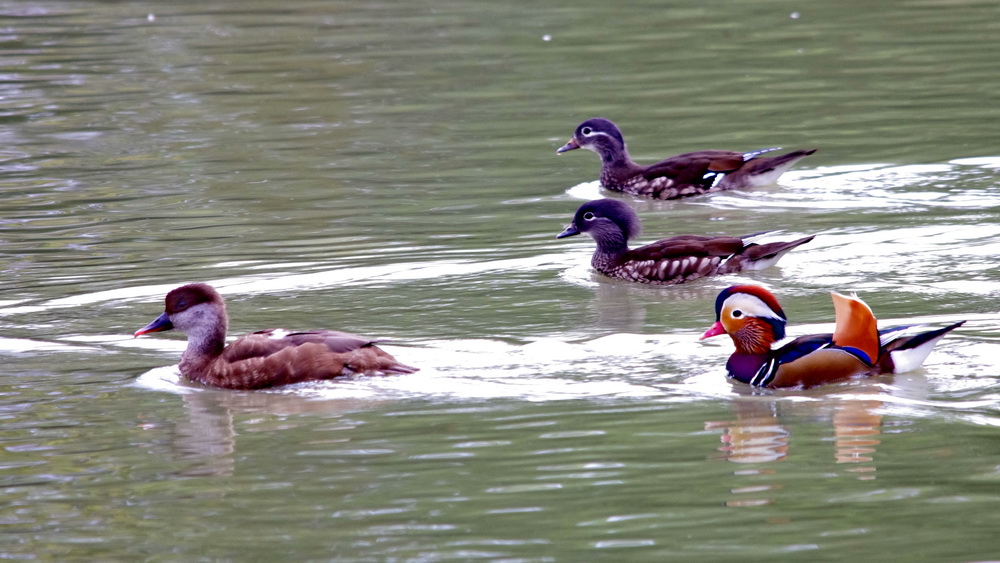 des canards en Dordogne K5_p0213