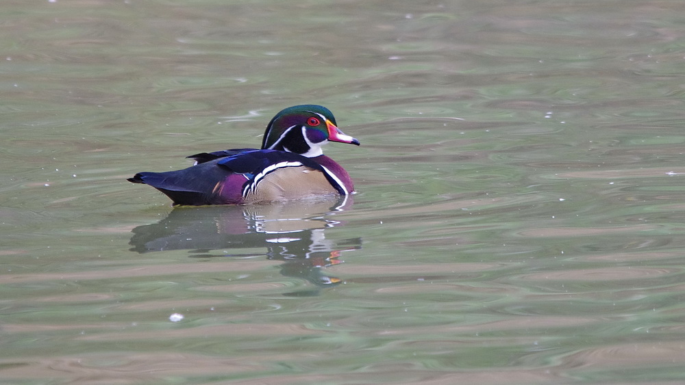 des canards en Dordogne K5_p0215