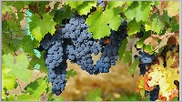 aaa