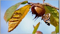 Plants: image (1/13)- thumb