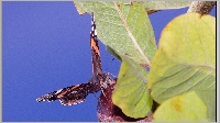 Plants: image (3/13)- thumb