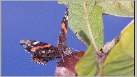 Plants: image (4/13)- thumb