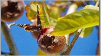 Plants: image (7/13)- thumb