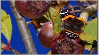 Plants: image (8/13)- thumb