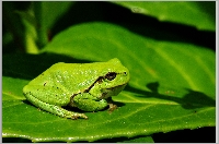 aaa