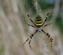 argiope001.jpg