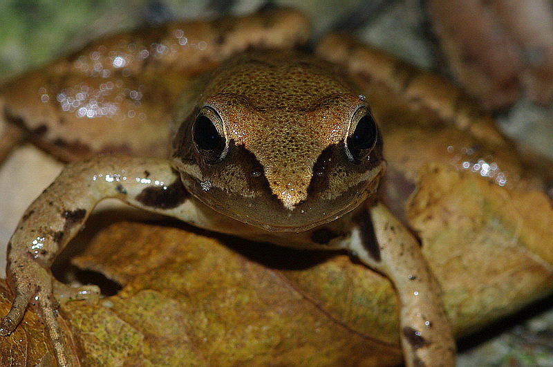 grenouille_marron3.jpg