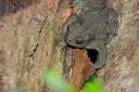 crapaud_gris1.jpg
