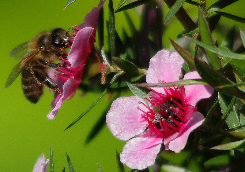 abeille01.jpg