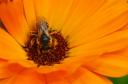 abeille02