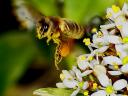 abeilles002.jpg