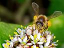 abeilles003.jpg