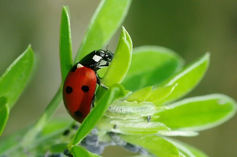 coccinelle01.jpg