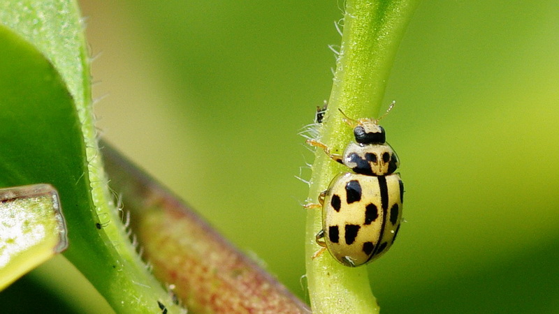 coccinelles_avril3.jpg