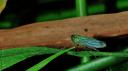 cicadelle bleue02