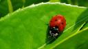 coccinelles avril1