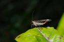insecte02.jpg