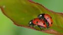 Coccinelles accouplement