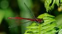 Agrion rouge