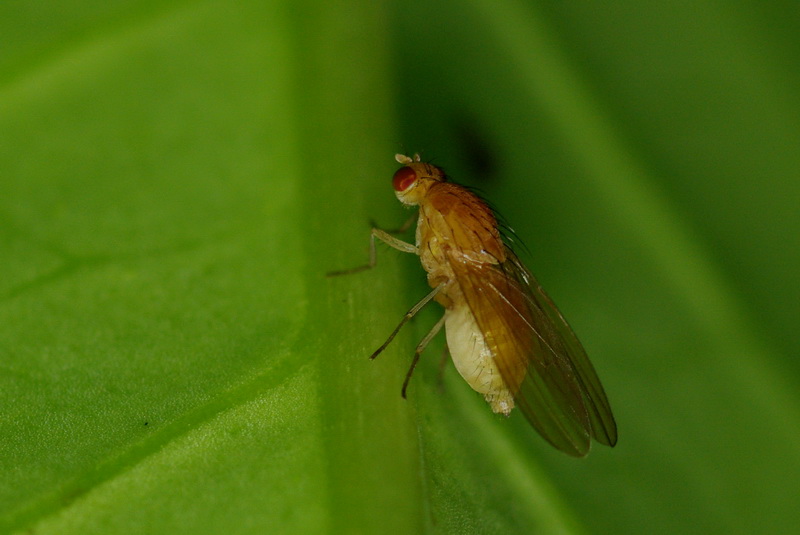 Galerie des photos Solanar Mouche jaune a yeux rouges (Tricholauxania praeusta)