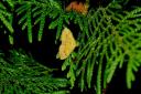 DSC07461.JPG