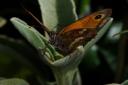 papillonx.jpg