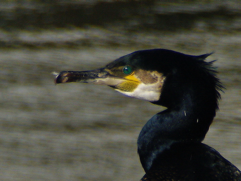 cormoran004.jpg