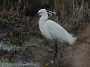 aigrette1682.JPG