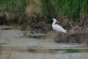 aigrette1683.JPG