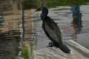 Grand cormoran  Morlaix