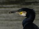 cormoran004.jpg