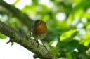 Rouge gorge curieux