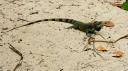 Iguane sur la plage