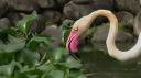 flamand rose