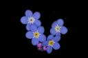 myosotis