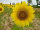 tournesol