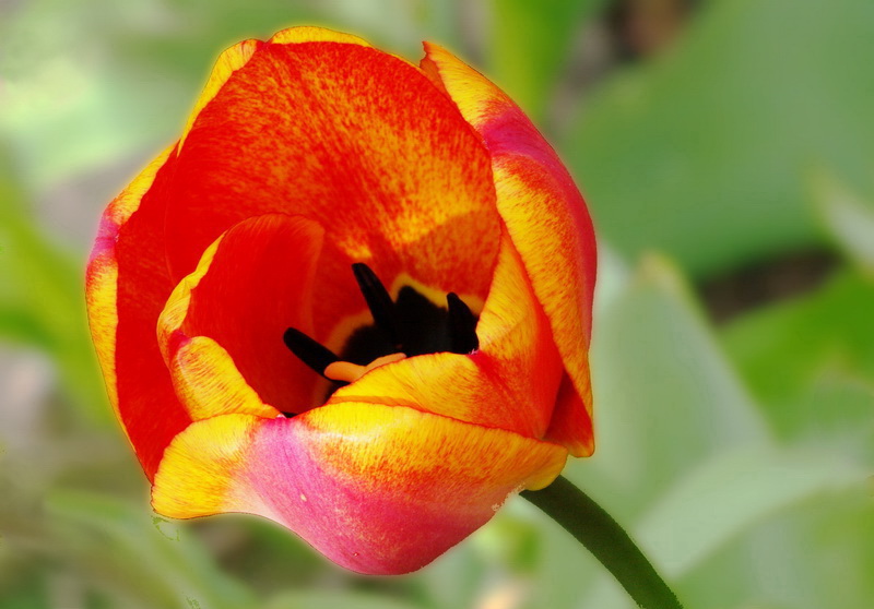 tulipe1.jpg