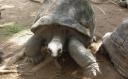 Tortue gante 1 (Seychelles)